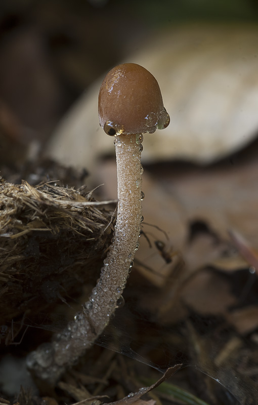 Panaeolus cinctulus